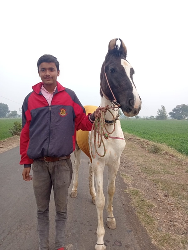 Marwari Horse — photo 3