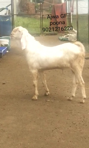 Patira Goat — photo 3