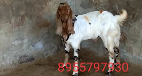 Sojat Goat
