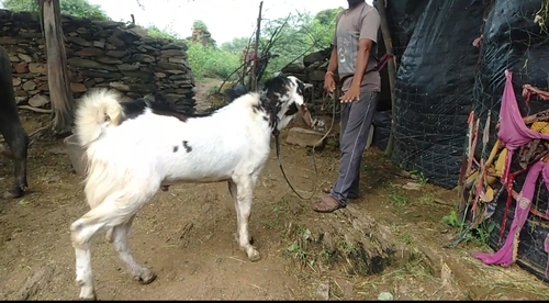 Gujri Goat — photo 4