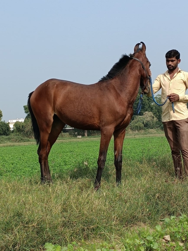 Marwari Horse — photo 2