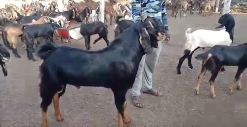 Kota Goat — photo 2