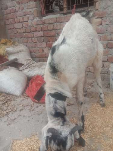 Desi Goat — photo 6