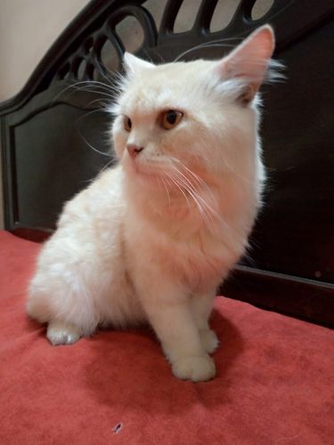 Cat — Male Persian Cat In Golden Colour, Karachi City, Pakistan