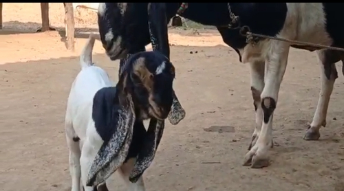 Hyderabadi Goat — photo 2