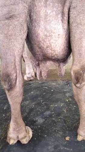 Female calf Buffalo — photo 2