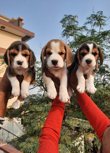 Beagle Puppies — photo 2