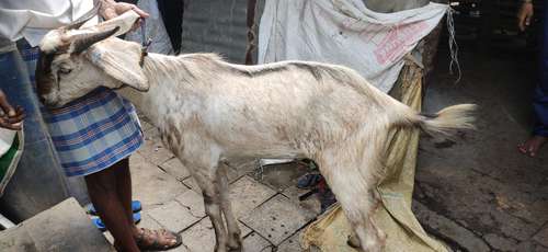 Goat — photo 2