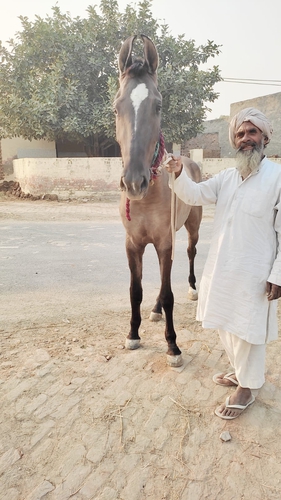 Marwari Horse — photo 4