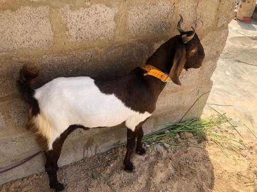 Panjabi Goat — photo 4
