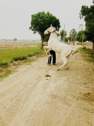 Nukra Horse — photo 3