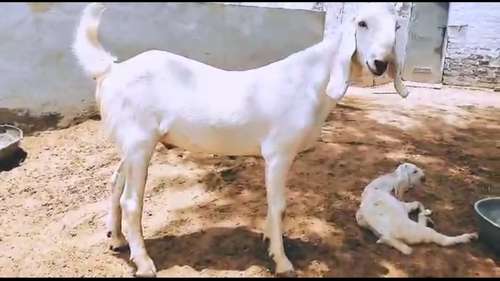Sojat Goat — photo 2