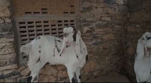 Sojat  Female Goat — photo 4