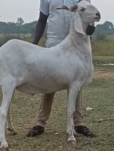 Malwa Goat
