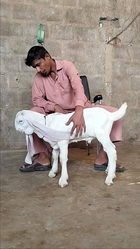 Gulabi goat — photo 2