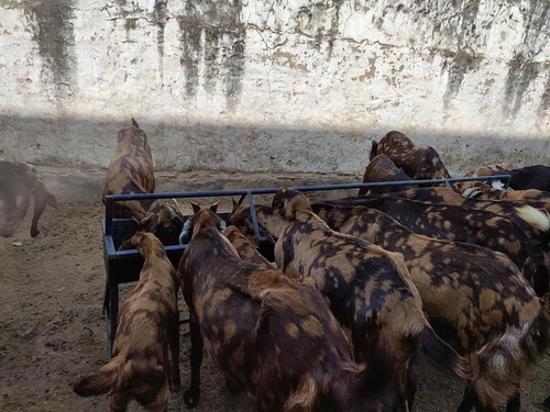 Sirohi Goats — photo 2
