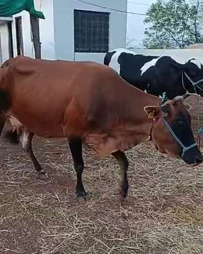 Jersey Cow