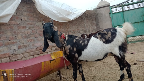 Kamori Goat — photo 6