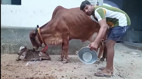 Cow — photo 2