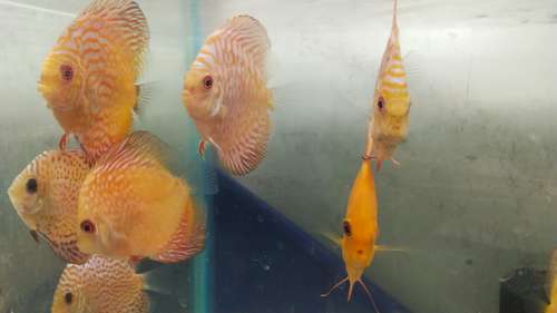 Discus FISH — photo 2