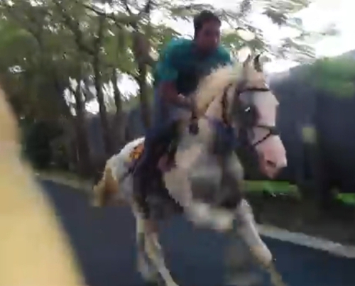 Marwari Horse — photo 3