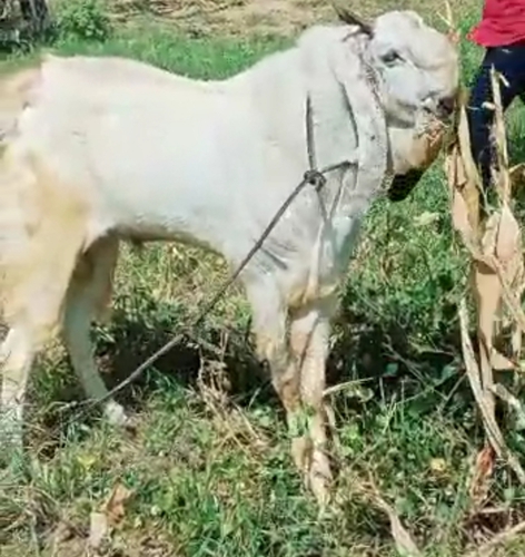 Kota Goat  — photo 3