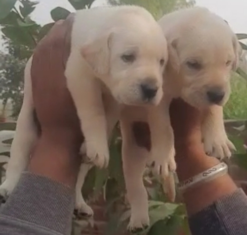 Golden Labrador Puppy