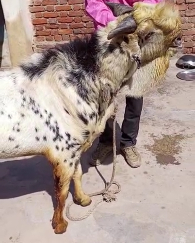 Barbari Goat  — photo 6