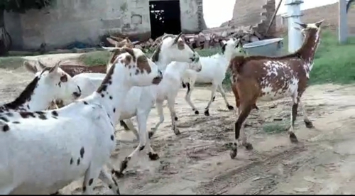 All Breed Goat  — photo 2