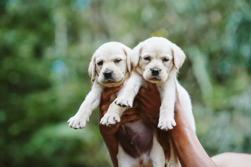 Labrador Puppy