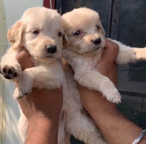 Golden retriever puppy sale