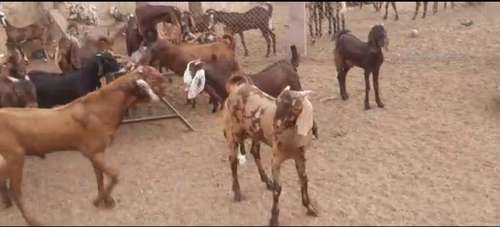 Sirohi Goat — photo 2