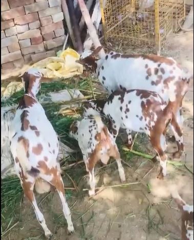 Barbari goats — photo 2