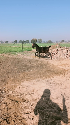 Marwari horse — photo 2
