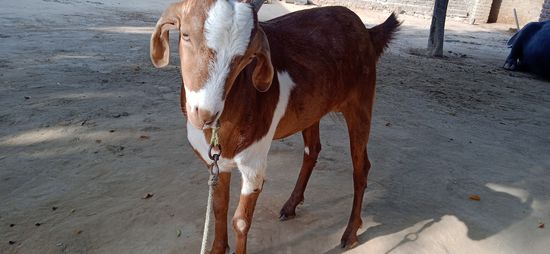 Male goat — photo 2