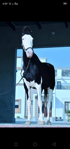 Nukra horse — photo 2