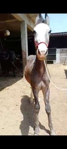 Marwadi Horse 🐎 — photo 3