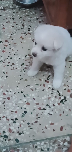 Top quality Pomeranian puppies available for sale in best price