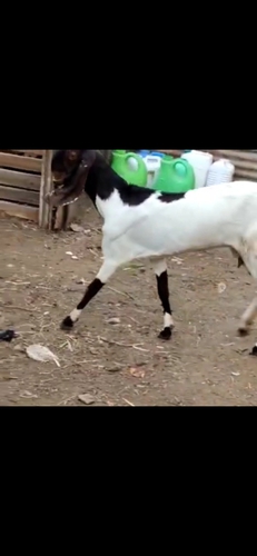 Desi Goat  — photo 6