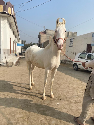 Nukri Horse — photo 3