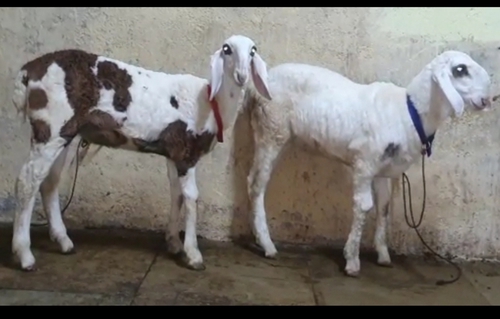 Hontel Goat — photo 5