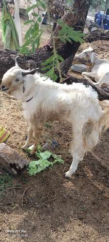  Kashmiri  Cross Goat — photo 4