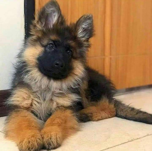 German shepherd — photo 2