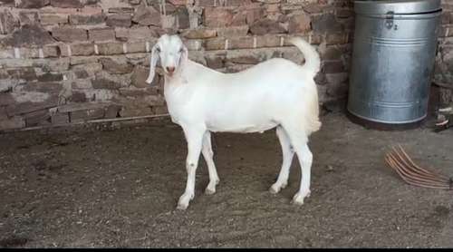 Sojat Goat
