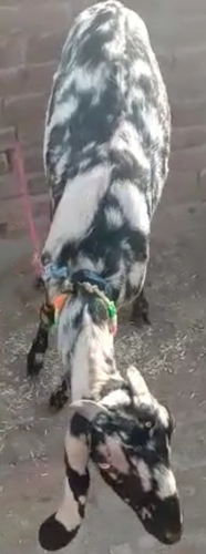 Beetal Goat — photo 2