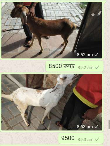 Kota Goat