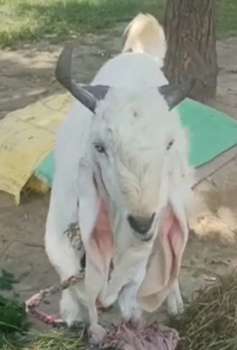 Kota/karoli Goat — photo 2