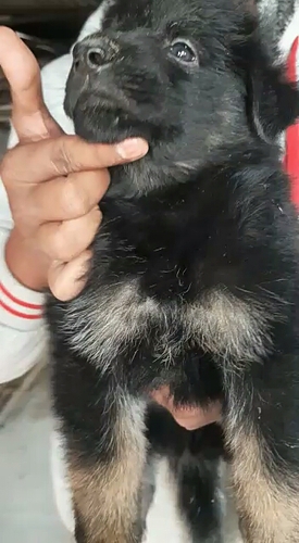 German shepard