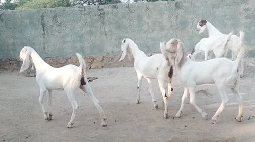 Sojat Goat — photo 3