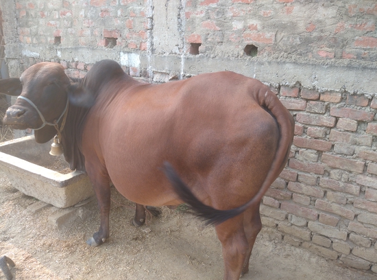 Cow — Sahival cross, Bihar, India